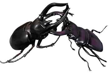Amazon.co.jp: リアルフィギュア MEGA 昆虫 クワガタ カブトムシ